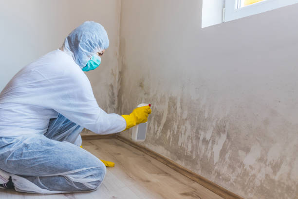Licensed Mold Cleanup service in Frostburg, MD - WQB Mold Removal