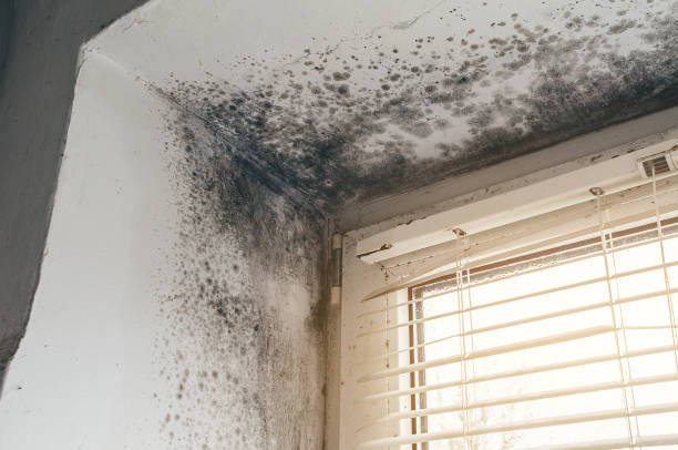 Affordable Mold Cleanup solutions in Frostburg, MD